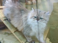 -猫十亿·布偶金渐层·曼基康矮脚猫舍(青年路店)