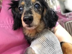 -爱妮康宠物医院·干细胞免疫细胞·肿瘤·心脏(张江店)