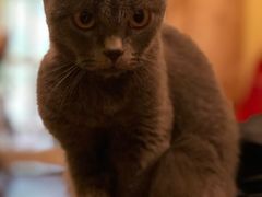 -猫色咖啡·猫咖