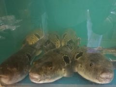 -天正河鲀·河豚亭(大连店)