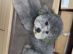 -宠福鑫康馨动物医院·骨科·眼科