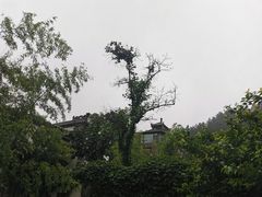 -老张烤羊(王哥庄店)