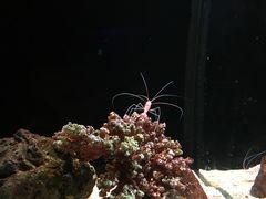 -暹罗海洋世界