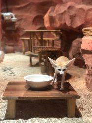 点击看大图 -Zoolung Zoolung动物主题公园(海信广场店)