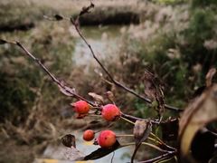 -西青郊野公园