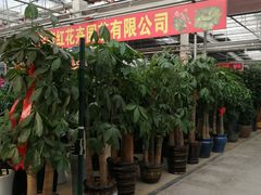 -李村大集