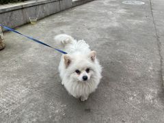 -大湾金牌万州烤鱼(沙河店)