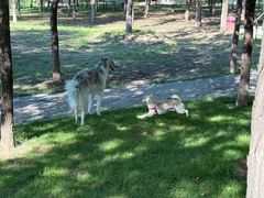 -爪吧宠物乐园 (温榆河示范区店)