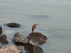 -深圳湾公园(南山区)