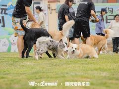 -趣玩宠物乐园寄养训犬训狗游泳池