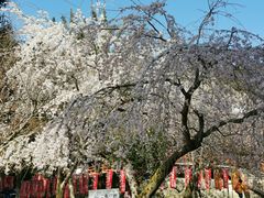 -醍醐寺