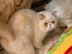 -佳雯宠物医院·皮肤科·内外科(春晓路分院)