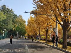 -三里屯东五街银杏大道