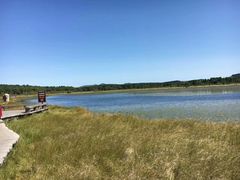 -乌兰布统景区-白桦林