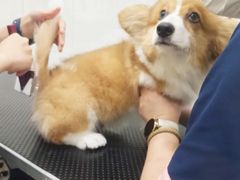 -艾贝尔宠物医院 ·内科全科(梁溪路店)