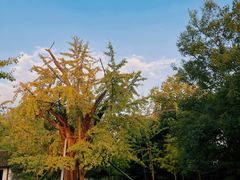 -上海佘山国家森林公园天马山园