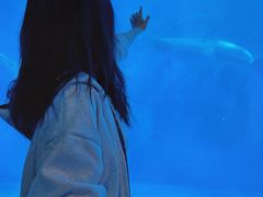 -海合安成都极地海洋公园