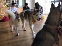 -Husky Go! 哈士奇体验馆·宠物咖啡厅狗咖
