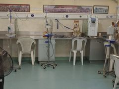 -动物缘宠物医院·骨科·猫科(西二环店)