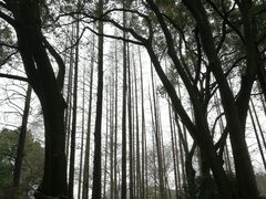 -上海醉白池公园