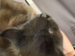 -Heymao猫咖.咖啡厅(东门店)