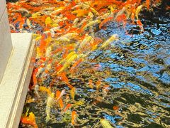 -龙悦湾酒家·八阵鱼生·渔人码头店
