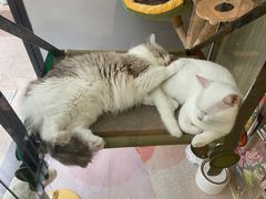 -熊小胖宠物生活馆(天华园店)