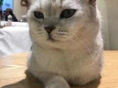 -藏猫猫咖啡主题馆(中央大道店)