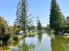 -上海长兴岛郊野公园