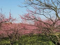-上海海湾国家森林公园