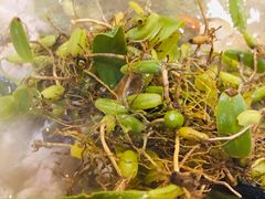 -洪大厨鸡煲(福田店)