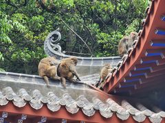 -黔灵山公园