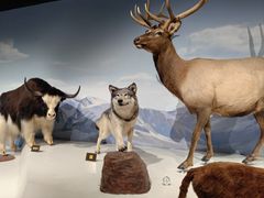 -陕西自然博物馆