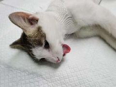 -瑞派雷欧宠物医院·中兽医·眼科·急重症转诊中心(黄台店)