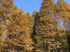 -山王坪喀斯特国家生态公园