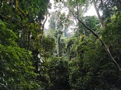 -西双版纳原始森林公园