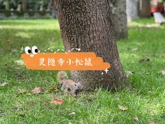 -灵隐飞来峰景区