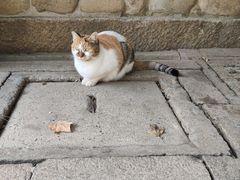 -龙华素斋(龙华路店)