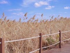 -盐城丹顶鹤湿地生态旅游区