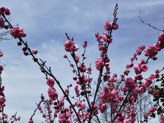 -桃花岛景观公园