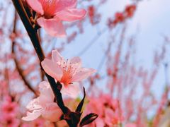 -永定河休闲森林公园