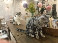 -共舞时光猫咖·狗咖(新街口店)