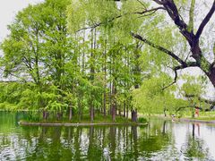 -上海共青森林公园