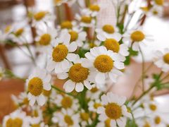 -甜莺蛋糕(顺盈时代广场店)