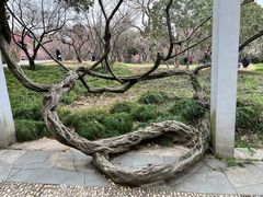-无锡梅园公园