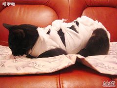 -北京赛佳动物医院