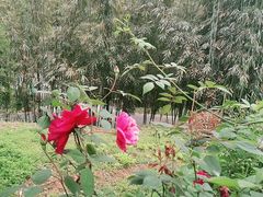 -漫山居私汤民宿全竹宴
