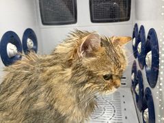 -八公叔叔宠物美容连锁(春申店)