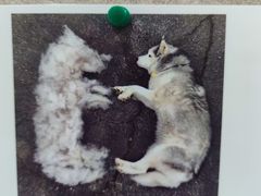 -谐和益家动物医院·免疫绝育·血液透析·宠保定点医院(高新伊藤分院)