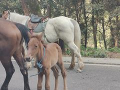 -铁山坪森林公园